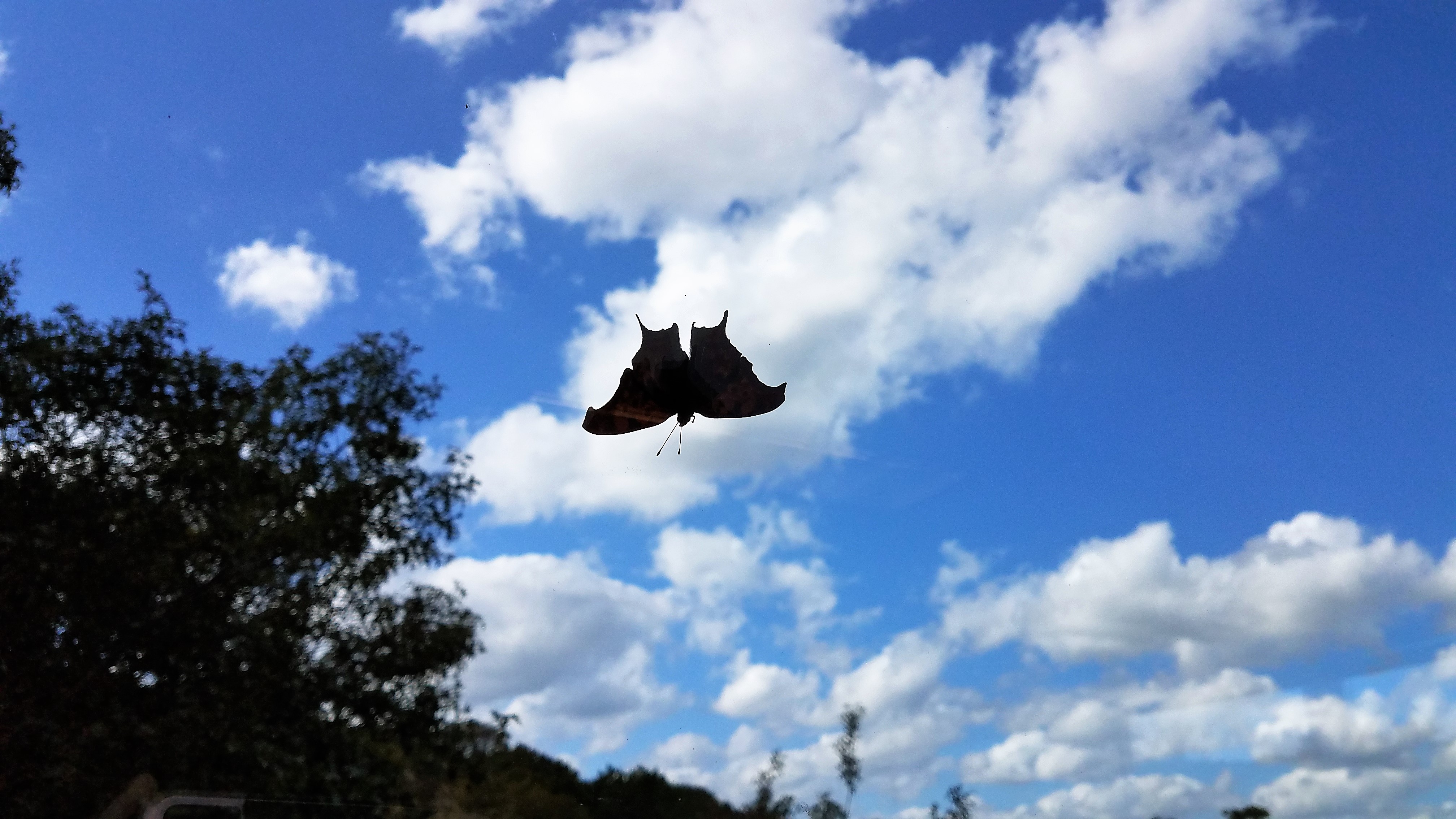 butterfly, upside down suspended against a blue sky with cotton white clouds, trees border the southern left corner